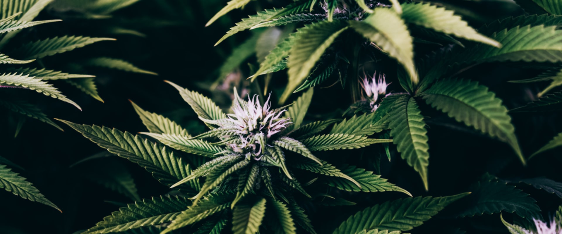 Overcoming Stigma and Misconceptions About Cannabis Use for Pain Relief