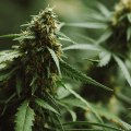 Diverse Perspectives on Pain Management with Cannabis