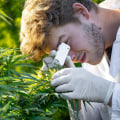 Sharing Personal Growth and Self-Discovery through Cannabis