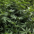 Individual Success Stories with Cannabis for Pain Relief