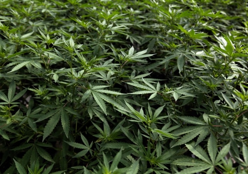 Understanding Physical Dependence on Cannabis for Pain Relief