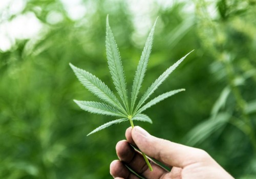 Understanding the Potential Risks and Interactions of Cannabis for Pain Relief
